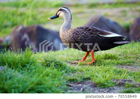 A cute spot-billed duck walking on the lawn A cute spot-billed duck walking on the lawn 78558649