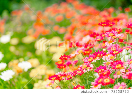 花壇盛開 78558753