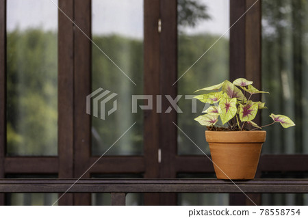 A yellow caladium plant was planted in a terracotta planter A yellow caladium plant was planted in a terracotta planter 78558754