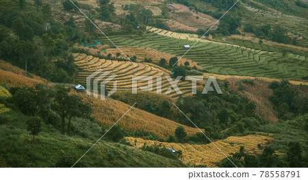 Landscape of Rice terraces on mountain at Ban Pa Pong Piang, Doi inThanon, Chiang Mai, Thailand Landscape of Rice terraces on mountain at Ban Pa Pong Piang, Doi inThanon, Chiang Mai, Thailand 78558791