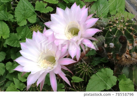 Shiny pink cactus flower Shiny pink cactus flower 78558796
