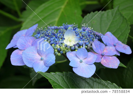 繡球 78558834