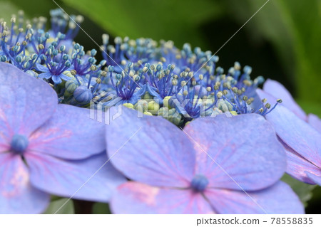 繡球 繡球 78558835