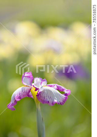 Ayame who bloom gracefully to color early summer 78558875