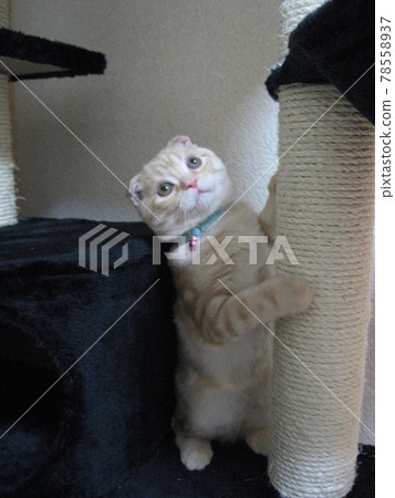 Cat standing on two legs Cat standing on two legs 78558937