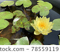 黃色睡蓮花和青鱂 78559119