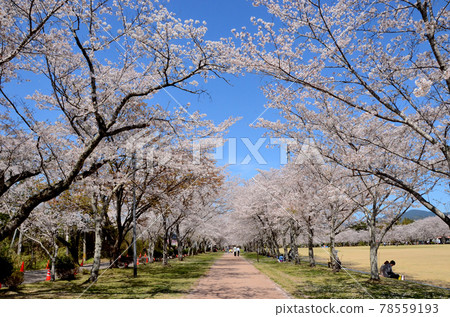 Tadamoto公園 78559193