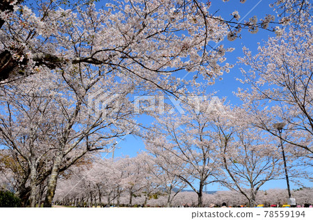 Tadamoto Park Tadamoto Park 78559194