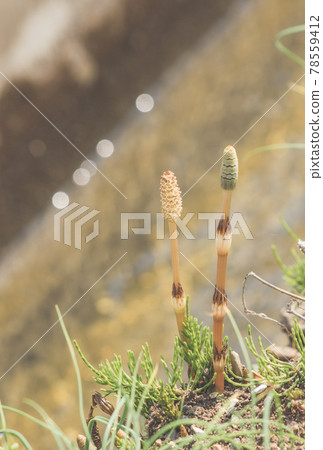 黏土刷和球模糊 黏土刷和球模糊 78559412