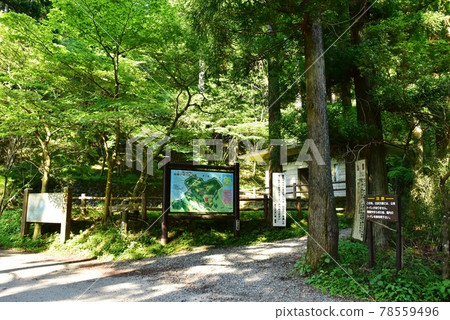 箱根町箱根安城之森白濱入口和新鮮的綠色 箱根町箱根安城之森白濱入口和新鮮的綠色 78559496