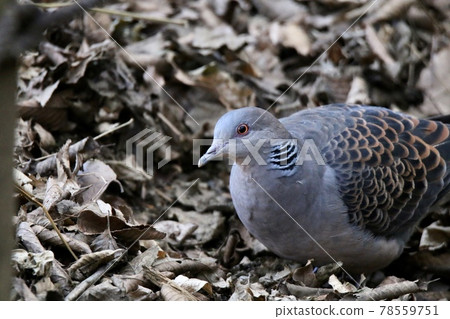 Turtledove Turtledove 78559751