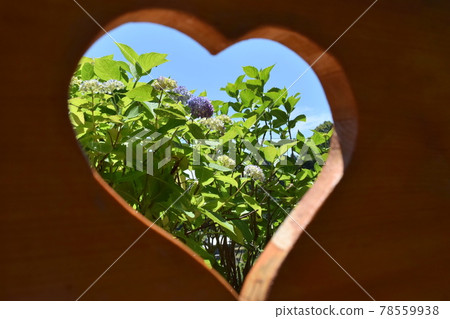 【京都】柳谷寺繡球過心 78559938