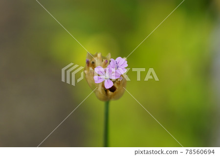 Inuko Mochi Nadeshiko Inuko Mochi Nadeshiko 78560694