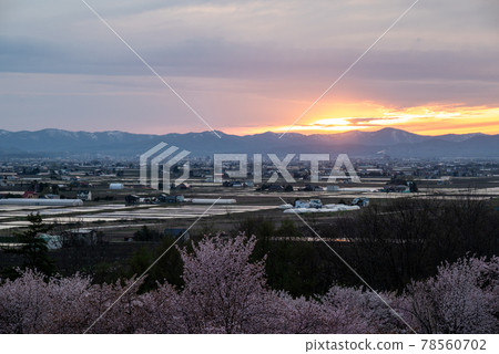 Cherry blossoms and sunset at Kitoshi Forest Park in Higashikawa Town in spring 78560702
