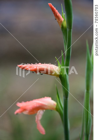 Gladiolus and rainy season 78560703