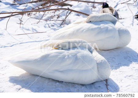 A swan that withstands the cold by burying its neck in its wings A swan that withstands the cold by burying its neck in its wings 78560792