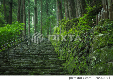 Nachi Falls, Wakayama Prefecture Fresh green 78560971
