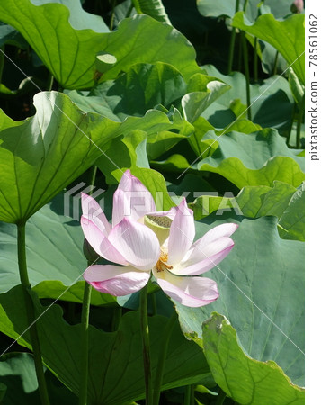 哈斯蓮花 78561062