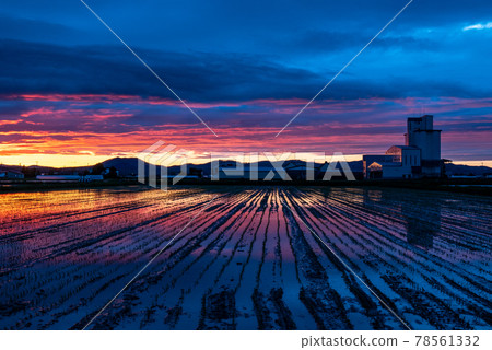 Toma Town in Spring Sunset and rice field scenery 78561332