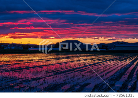 春天日落和稻田風景的托馬鎮 春天日落和稻田風景的托馬鎮 78561333