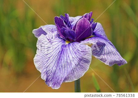 板子鳶尾 (iris) 板子鳶尾 (iris) 78561338