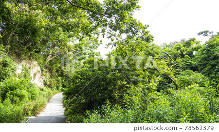 位於湘南三浦半島的神奈川縣三浦市的未開發地區,小代之森的新鮮綠色耀眼春天 位於湘南三浦半島的神奈川縣三浦市的未開發地區,小代之森的新鮮綠色耀眼春天 78561379