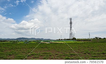 Field in Miura City, Kanagawa Prefecture (early summer) 78561570
