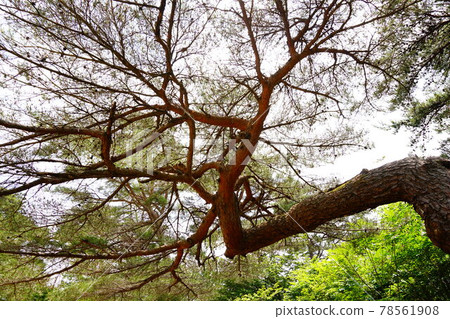 Red pine Red pine 78561908