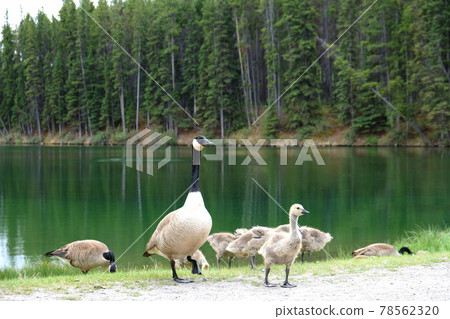 Gueuze parent and child 78562320