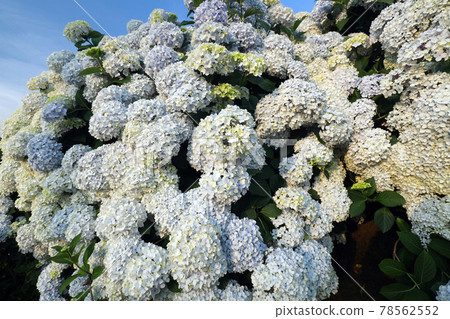 Hydrangea 1197 78562552