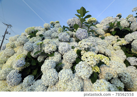 繡球花1202 繡球花1202 78562558