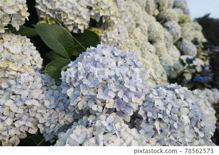 Hydrangea 1212 78562573