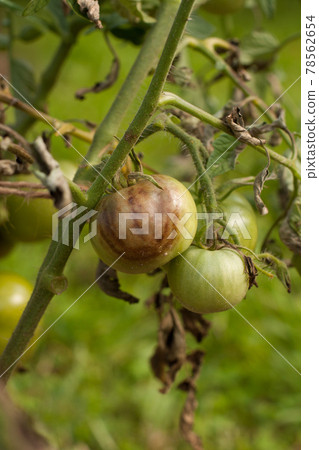 Diseases Of Tomato. Tomato Stricken Phytophthora Phytophthora Infestans In Vegetable Garden Close Up. Diseases Of Tomato. Tomato Stricken Phytophthora Phytophthora Infestans In Vegetable Garden Close Up. 78562654