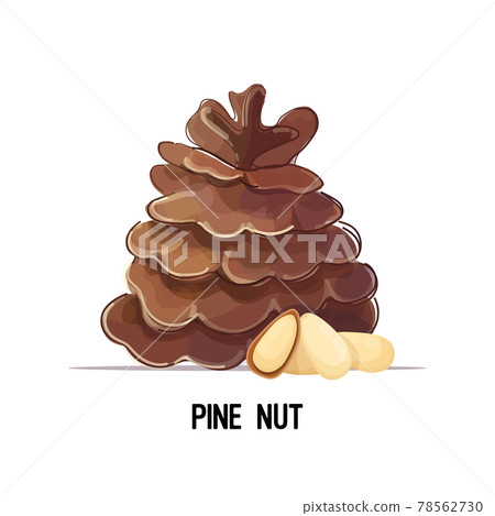 pine nut with cedar cone isolated on white background healthy vegetarian food concept pine nut with cedar cone isolated on white background healthy vegetarian food concept 78562730