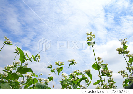 Buckwheat flowers Buckwheat flowers 78562794