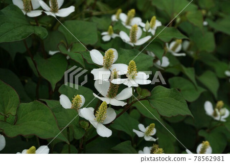 北達見花 北達見花 78562981