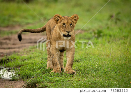 Lion cub stands on grass looking right Lion cub stands on grass looking right 78563313