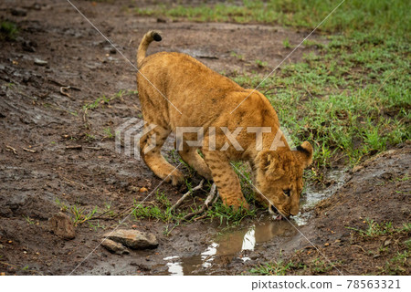 Lion cub stands drinking from muddy ditch Lion cub stands drinking from muddy ditch 78563321
