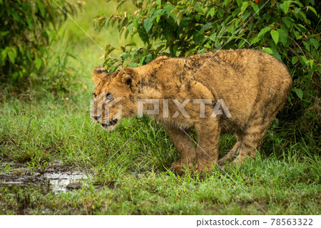 Lion cub stands by bushes staring left Lion cub stands by bushes staring left 78563322