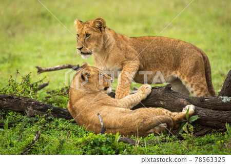 Lion cub stands by another beside log 78563325