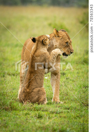 Lion cub sits pawing mother in grass 78563343