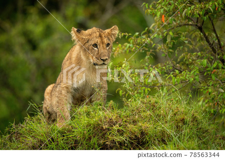 Lion cub sits on mound staring ahead 78563344