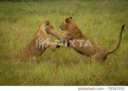 Lion cub pawing another in long grass Lion cub pawing another in long grass 78563391