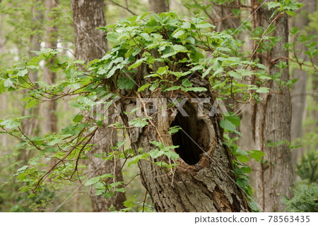 貓頭鷹森林中的樹洞_主出來了 78563435