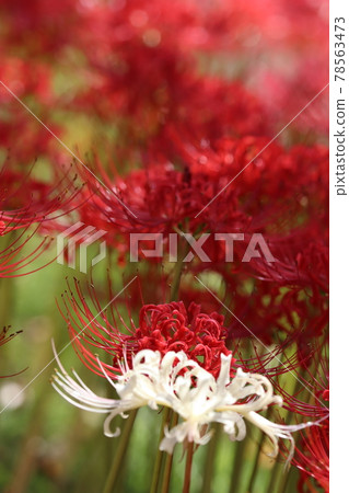 White cluster amaryllis White cluster amaryllis 78563473