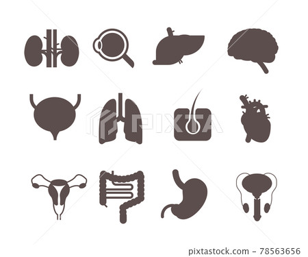 set human internal organs anatomical stomach liver kidneys lungs heart brain kidneys eye muscles digestive system icons collection anatomy healthcare medical concept horizontal set human internal organs anatomical stomach liver kidneys lungs heart brain kidneys eye muscles digestive system icons collection anatomy healthcare medical concept horizontal 78563656