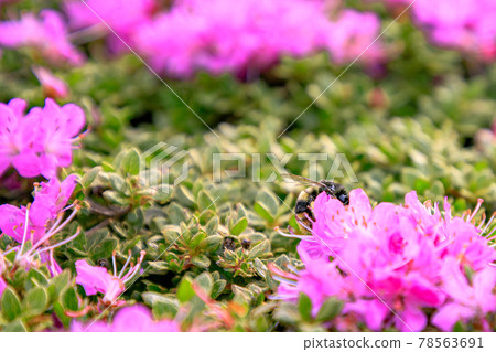 Bumblebee and Miyama Kirishima Hijidake Oita Prefecture 78563691