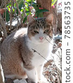 A cat lurking in the bush 78563735