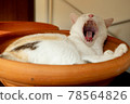 A white cat is yawning from being awakened. 78564826
