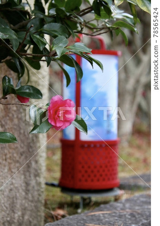Camellia and lantern 78565424